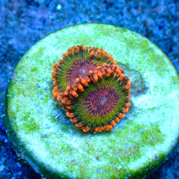 TC Zoanthus Speckled Krakatoa - Imagen 2