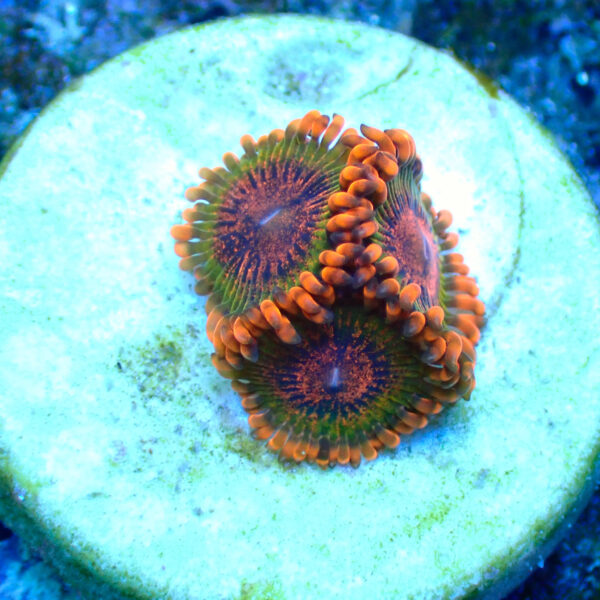 TC Zoanthus Speckled Krakatoa - Imagen 2