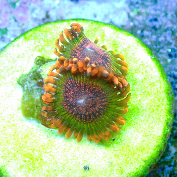 TC Zoanthus Speckled Krakatoa - Imagen 2