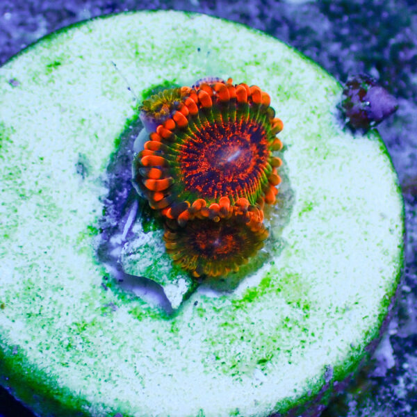 TC Zoanthus Speckled Krakatoa - Imagen 2