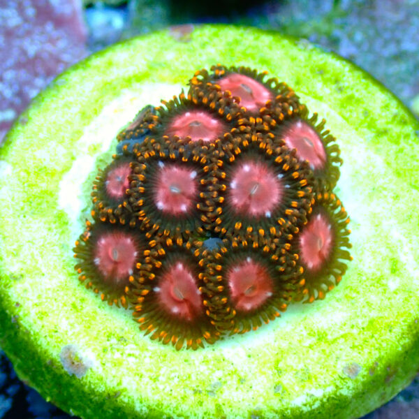 TC Zoanthus KH Sunburst - Imagen 2