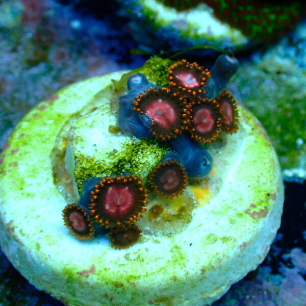 TC Zoanthus KH Sunburst - Imagen 2