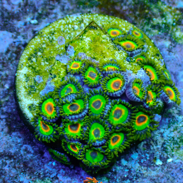 TC Zoanthus Rastas - Imagen 2