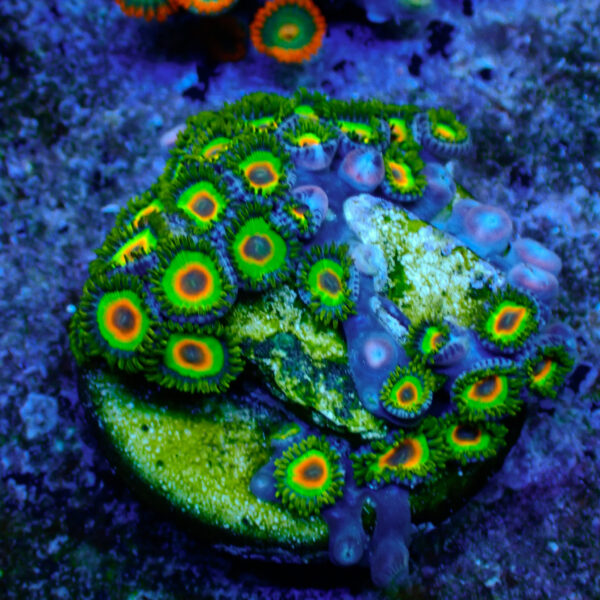 TC Zoanthus Rastas - Imagen 2