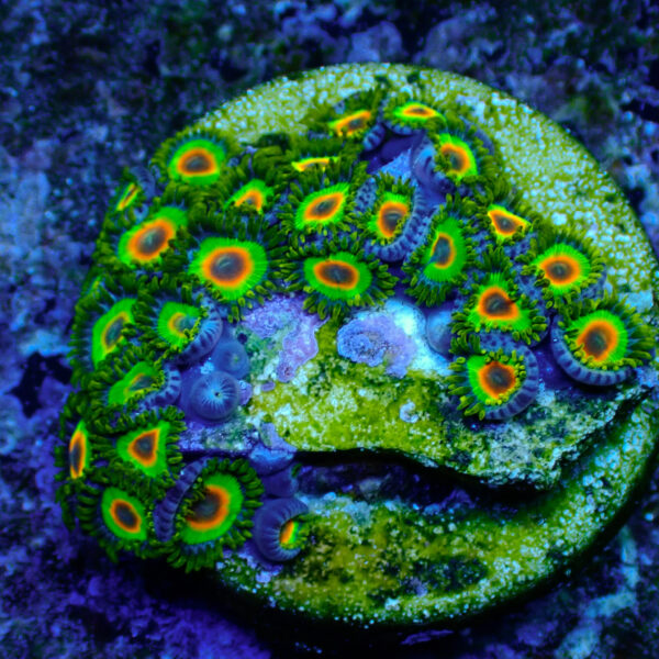 TC Zoanthus Rastas - Imagen 2