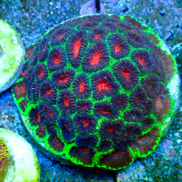 TC Favia Watermelon colonia XL - Imagen 2