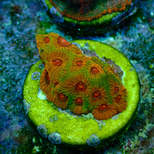 TC Favites Fascination - Imagen 2