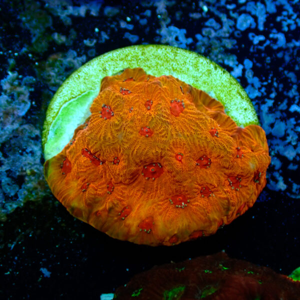 TC Favites Candy Corn - Imagen 2