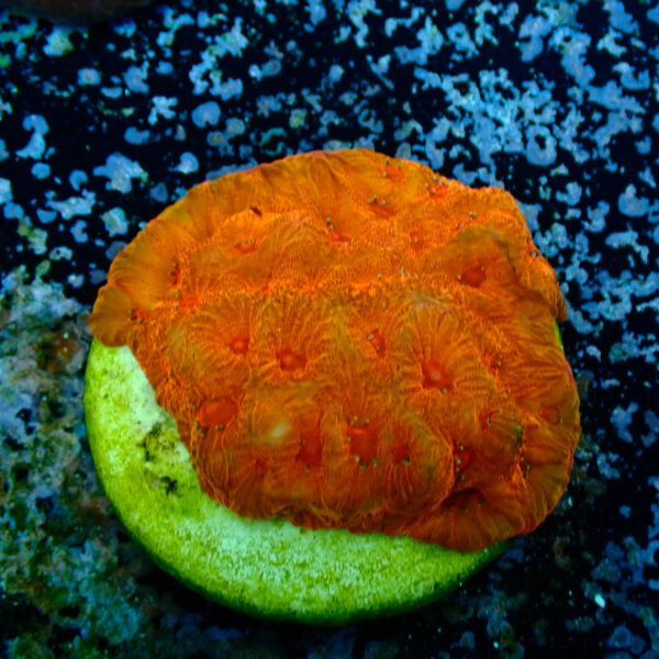 TC Favites Candy Corn - Imagen 2
