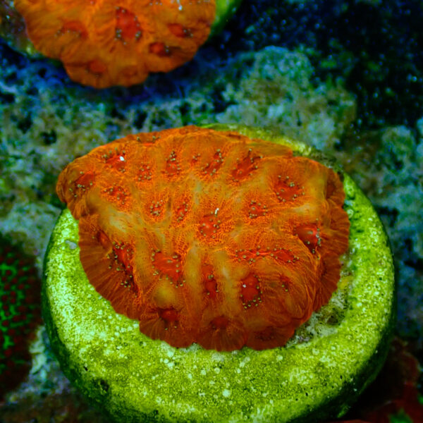 TC Favites Candy Corn - Imagen 2
