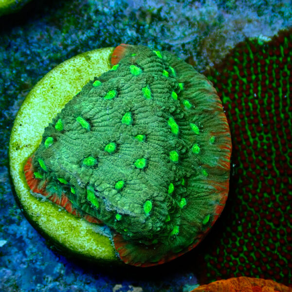 TC Favites Guacamole - Imagen 2