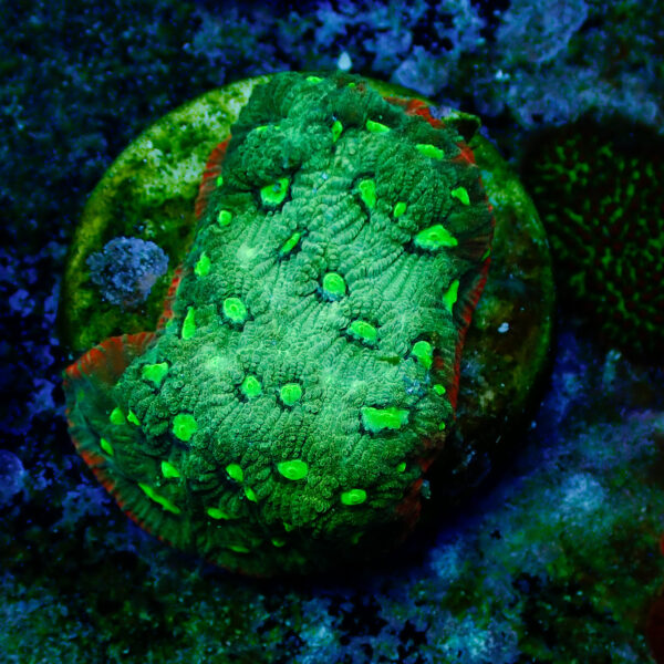 TC Favites Guacamole - Imagen 2