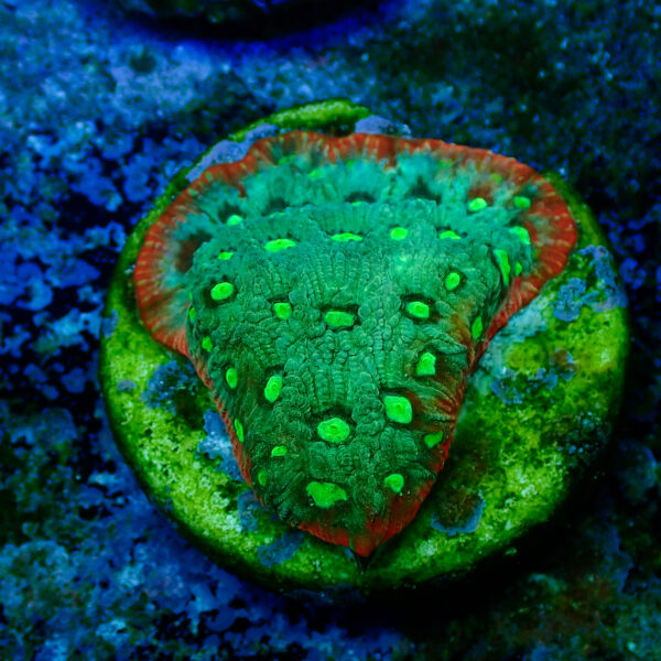 TC Favites Guacamole - Imagen 2