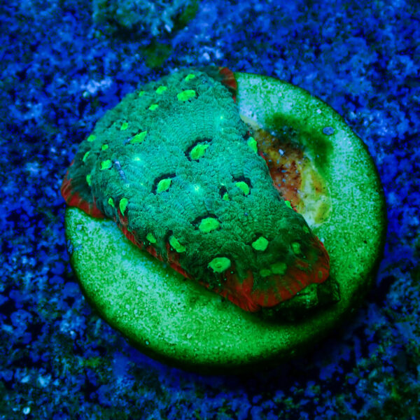 TC Favites Guacamole - Imagen 2