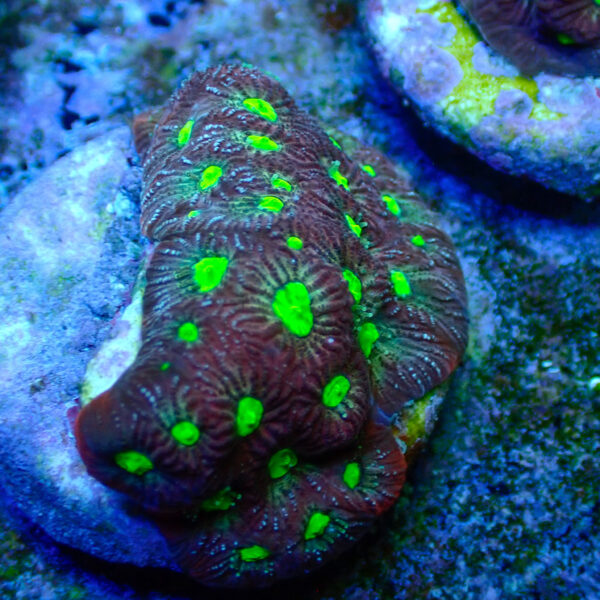 TC Fvaites Toxic Eyes - Imagen 2