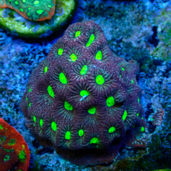 Favites Toxic Eyes colonia - Imagen 2