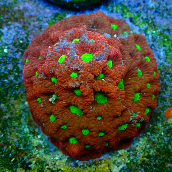 TC Favites Grafted colonia - Imagen 2