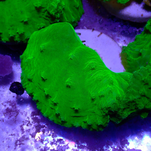 TC Sinularia Dura Toxic Green - Imagen 2