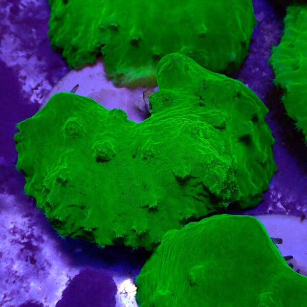 TC Sinularia Dura Toxic Green - Imagen 2