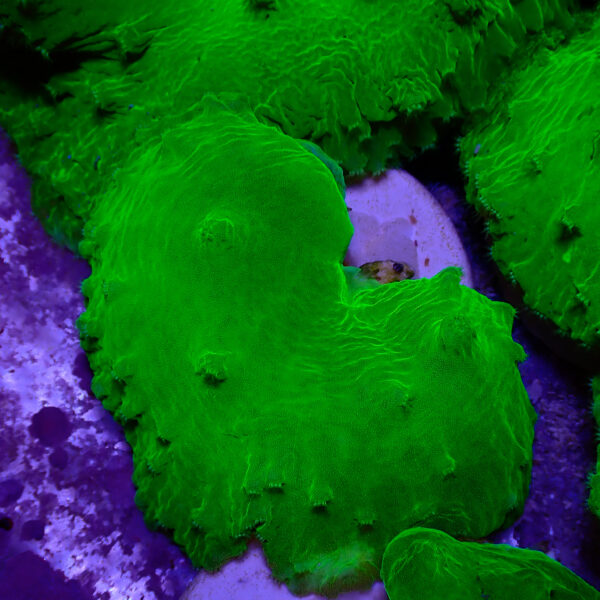TC Sinularia Dura Toxic Green - Imagen 2