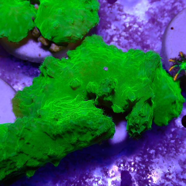 TC Sinularia Dura Toxic Green - Imagen 2