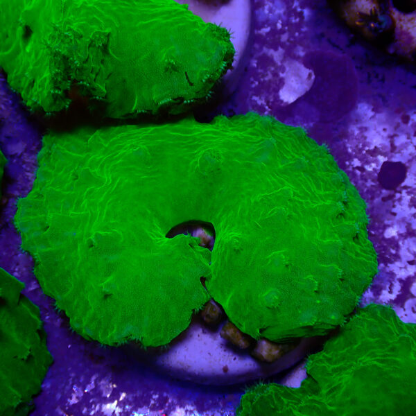 TC Sinularia Dura Toxic Green - Imagen 2