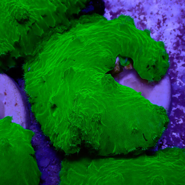 TC Sinularia dura Toxic Green - Imagen 2
