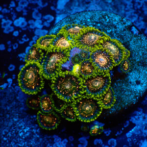 TC Zoanthus Blackberry Voodoo