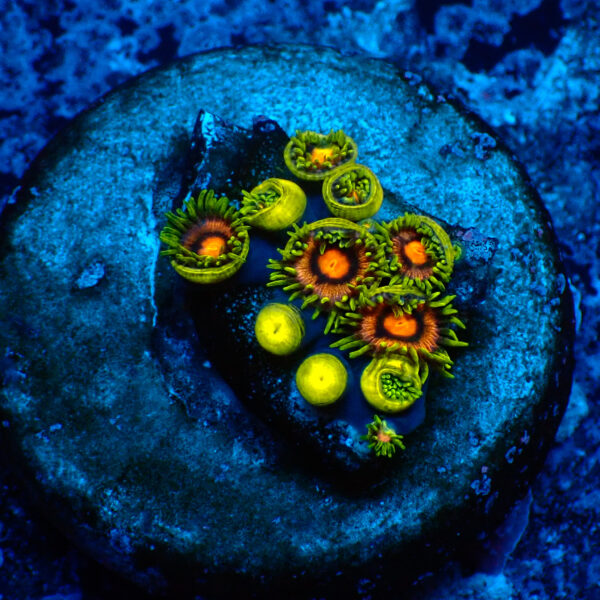 TC Zoanthus Blow Pop