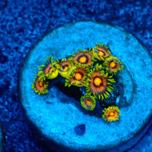 TC Zoanthus Blow Pop