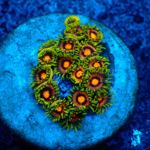 TC Zoanthus Blow Pop