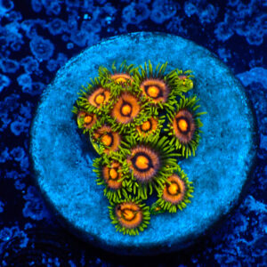 TC Zoanthus Blow Pop