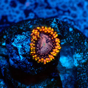 TC Zoanthus Koala Eye