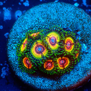 TC Zoanthus Rainbow Eclipse mini colonia