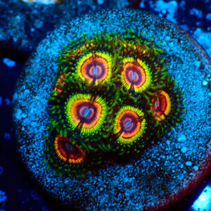 TC Zoanthus Rainbow Eclipse mini colonia