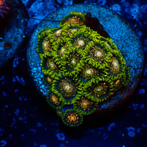 TC Zoanthus Blackberry Voodoo