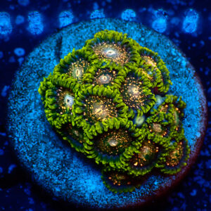 TC Zoanthus Blackberry Voodoo