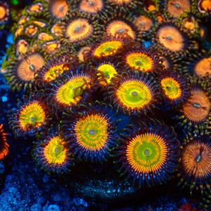 TC Zoanthus Sunny Delight
