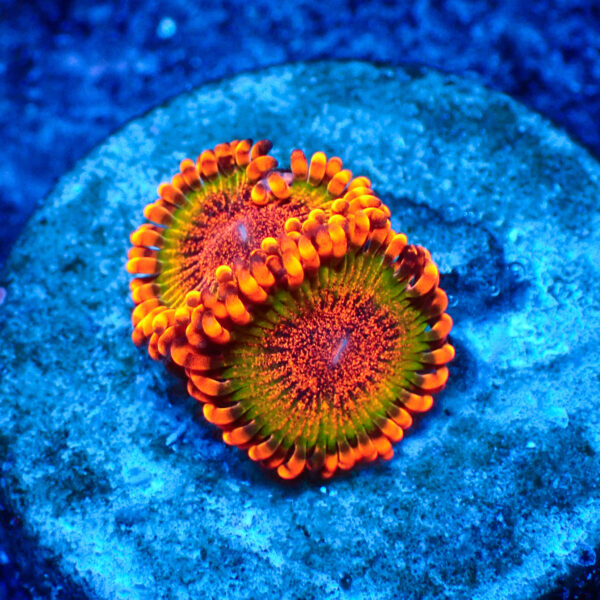 TC Zoanthus Speckled Krakatoa