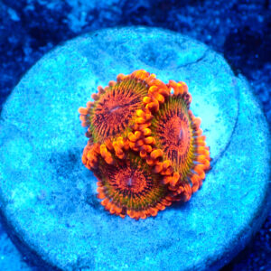 TC Zoanthus Speckled Krakatoa