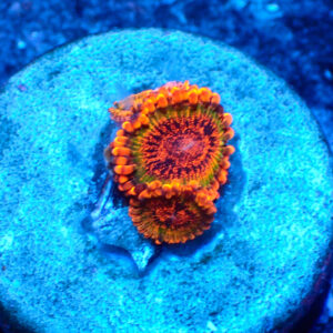 TC Zoanthus Speckled Krakatoa
