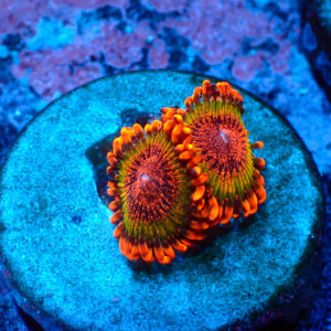 TC Zoanthus Speckled Krakatoa