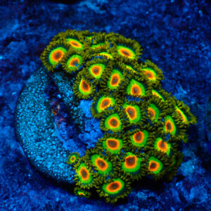 TC Zoanthus Rastas