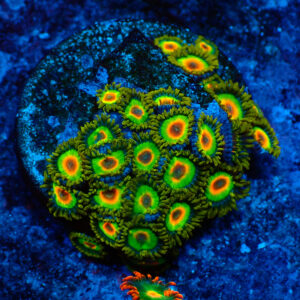 TC Zoanthus Rastas