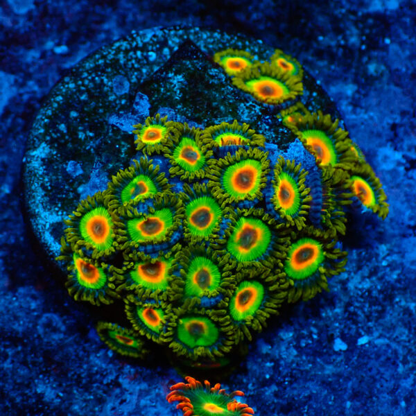 TC Zoanthus Rastas