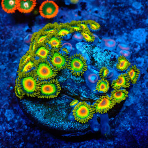 TC Zoanthus Rastas