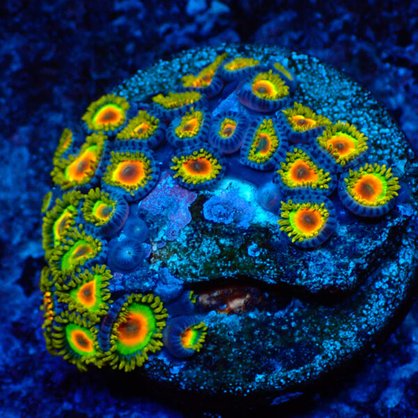 TC Zoanthus Rastas