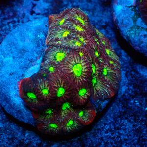 TC Fvaites Toxic Eyes