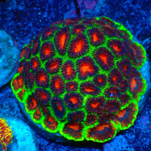 TC Favia Watermelon colonia XL
