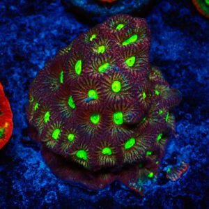 Favites Toxic Eyes colonia